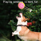 Interactive Pet Toy Multi-color Optional Pet Leaking Food Ball